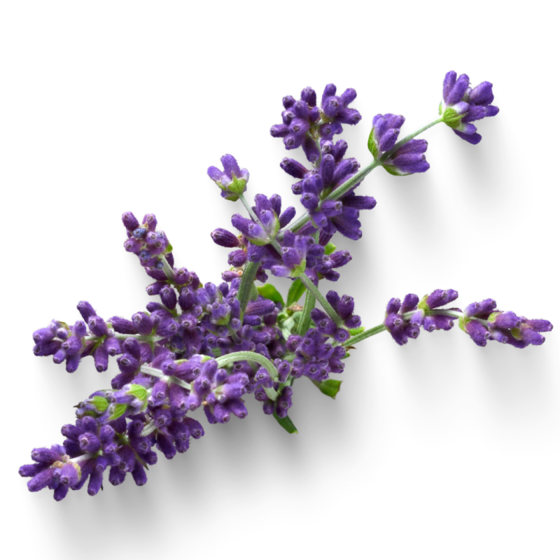 LAVENDER Eterisk olje
